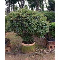 彩葉植物
