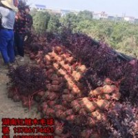 供應湖南40-50冠的紅桎木毛球，杜鵑球，湖南紅葉石楠小球