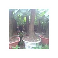 低價(jià)處理綠化樹木