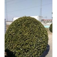 大葉黃楊球