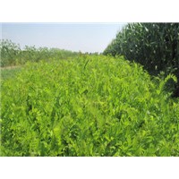 供應(yīng)紫穗槐苗 油松苗 新疆楊