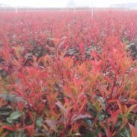 紅葉石楠