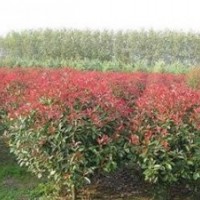 精品2.5米紅葉石楠價格 2.5米冠紅葉石楠價格
