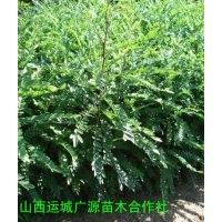 皂角苗出售、50公分以上皂角苗出售
