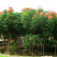 欒樹苗木各種規(guī)格都有包成活
