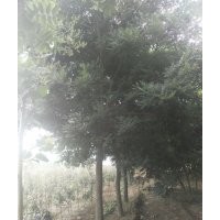 成活率高的8公分合歡價格