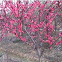 河南紅葉碧桃價格，紅葉碧桃基地，紅葉碧桃