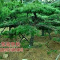 供應(yīng)胸徑15公分造型黑松5層冠樹形優(yōu)美