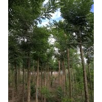 苗木供應(yīng)信息國槐2__7公分,白蠟2__7公分