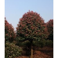 大量供應(yīng)高桿紅葉石楠樹
