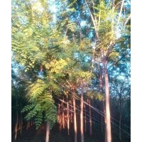 大量供應(yīng)國槐、欒樹