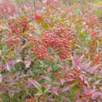 花木價(jià)格：南天竹、火棘球、金絲桃、枸骨球、金焰繡線菊、海桐球