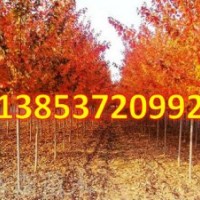 美國紅楓育苗