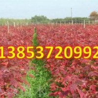 丹東美國紅楓