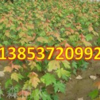 美國紅楓價格低2萬畝紅楓