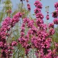 紫荊小苗、紫薇小苗、廣玉蘭、白玉蘭、紫玉蘭、黃玉蘭