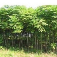 山東胸徑5公分欒樹價格，7公分欒樹價格 8公分欒樹價格