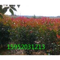 紅葉石楠球-1.5米紅葉石楠球