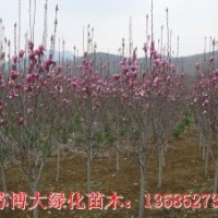 紅白黃紫玉蘭、烏桕、國槐、黃槐，垂槐、刺槐、香花槐