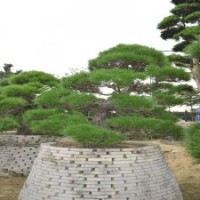 0006號日本黑松進(jìn)口大松樹3年以上培植造型黑松