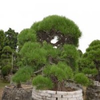 0009號日本進口精品造型黑松帶土球