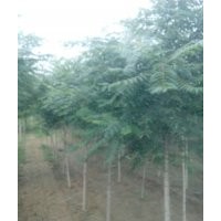 千頭椿.千頭椿基地.千頭椿技術(shù)