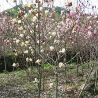 供應紅玉蘭，優(yōu)質(zhì)紅玉蘭批發(fā)。
