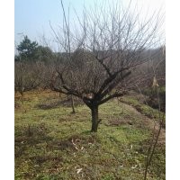 供應(yīng)高分支紅梅