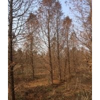 12公分中山杉 12公分中山杉 12公分中山杉