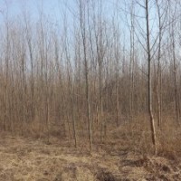 竹柳低價(jià)銷(xiāo)售