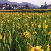 供應(yīng)金葉苔草、玉帶草、金葉菖蒲、血草等地被水生植物