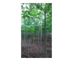 低價(jià)處理合歡，4公分5公分6公分，價(jià)格低