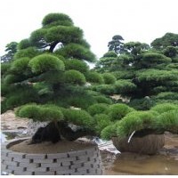 黑松