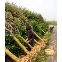 長期供應(yīng)櫻花紅楓，青楓，羽毛楓，垂絲海棠