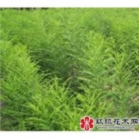 供應皂角苗價格便宜