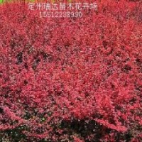 黃刺梅，連翹，黃櫨，紅葉碧桃，紅葉小檗，繡線菊