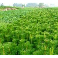 供應(yīng)白皮松40公分，油松，量大