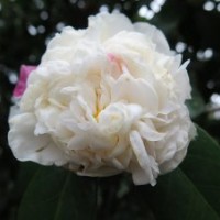 金華提供茶花嫁接技術服務