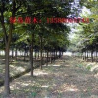 供應(yīng)浙江櫸樹、金華櫸樹工程苗價格、紅櫸小苗
