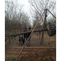 滄州綠茵苗圃大量出售各種規(guī)格國槐，