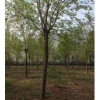 供應(yīng)11—15公分老白蠟，3～4年帽