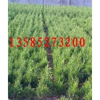 30公分高蜀檜價格，40公分高蜀檜價格，50公分高蜀檜價格