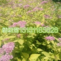 繡線(xiàn)菊小苗價(jià)格金山繡線(xiàn)菊苗當(dāng)年生數(shù)量超多一站購(gòu)齊