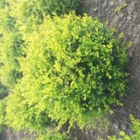 供應(yīng)金葉水蠟球，球，球，非單棵