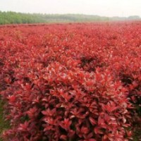 紅葉李價(jià)格行情，上海虹碩苗圃基地直銷批發(fā)