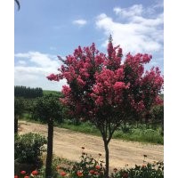 2016紅花紫薇