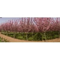 櫻花 10－12CM 優(yōu)質(zhì)樹種
