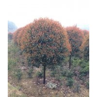 常年供應各種規(guī)格香樟.桂花.羅漢松.廣玉蘭.樂昌含笑.紅花木蓮.紅