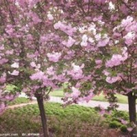 供應(yīng)各種規(guī)格櫻花，紫荊，花石榴