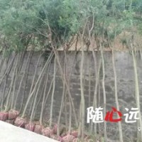 3公分金合歡